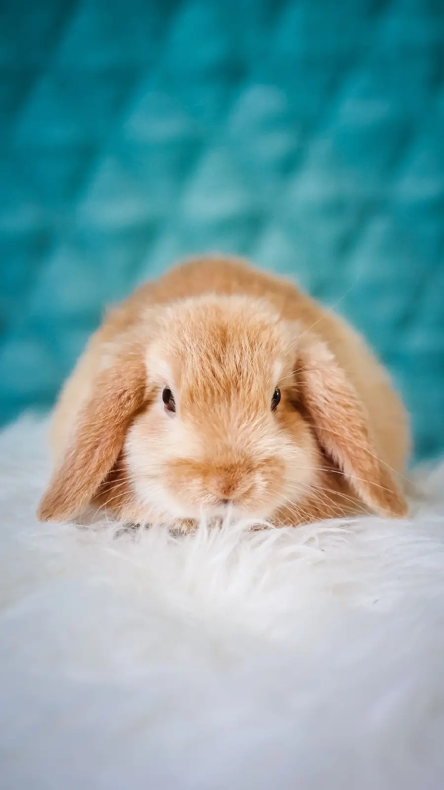 Background image of a fluffy brown rabbit with normal ears