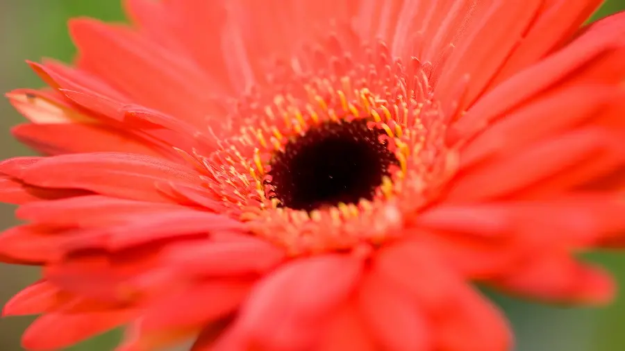 Download beautiful red flower wallpaper for your computer screen and phone 