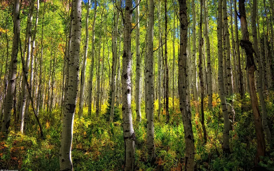 Download high-quality photo of forest and thin tree trunks 