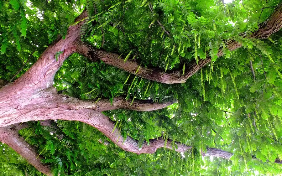 Stock photo of a sturdy tree with strong and large stems in the wild