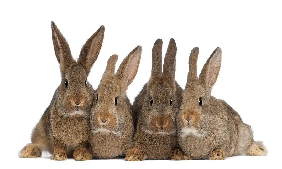 Super cute background of baby wild rabbits on a white background 