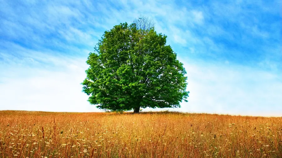 Amazing background of a lonely tree in a large plain in high quality 