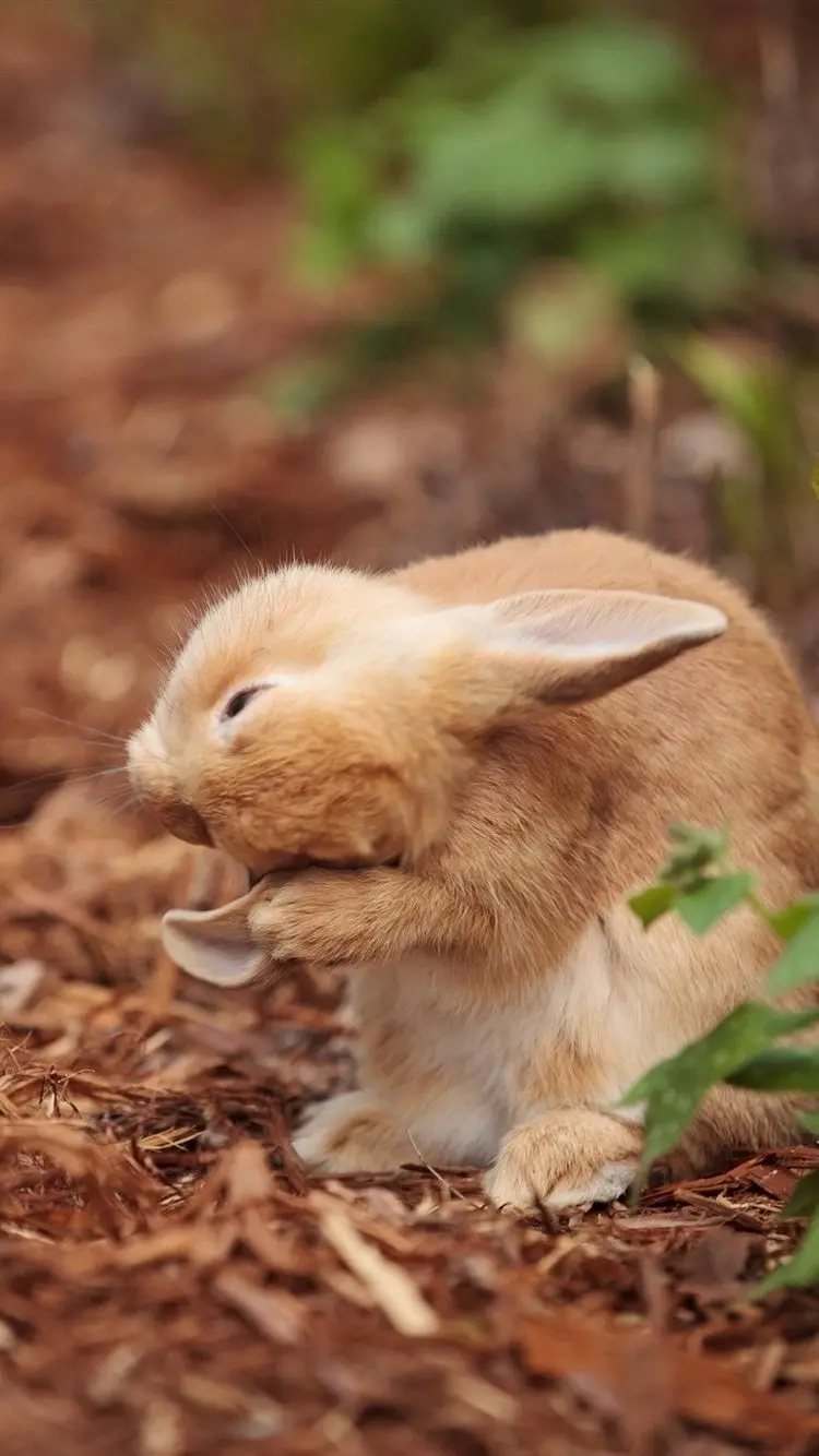 Gorgeous and cute photo of wild rabbits in nature in high quality 
