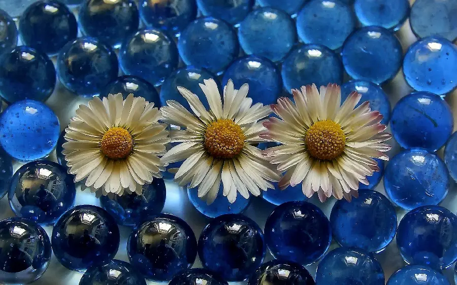 A profile photo of three chamomile flowers on a transparent glass ball