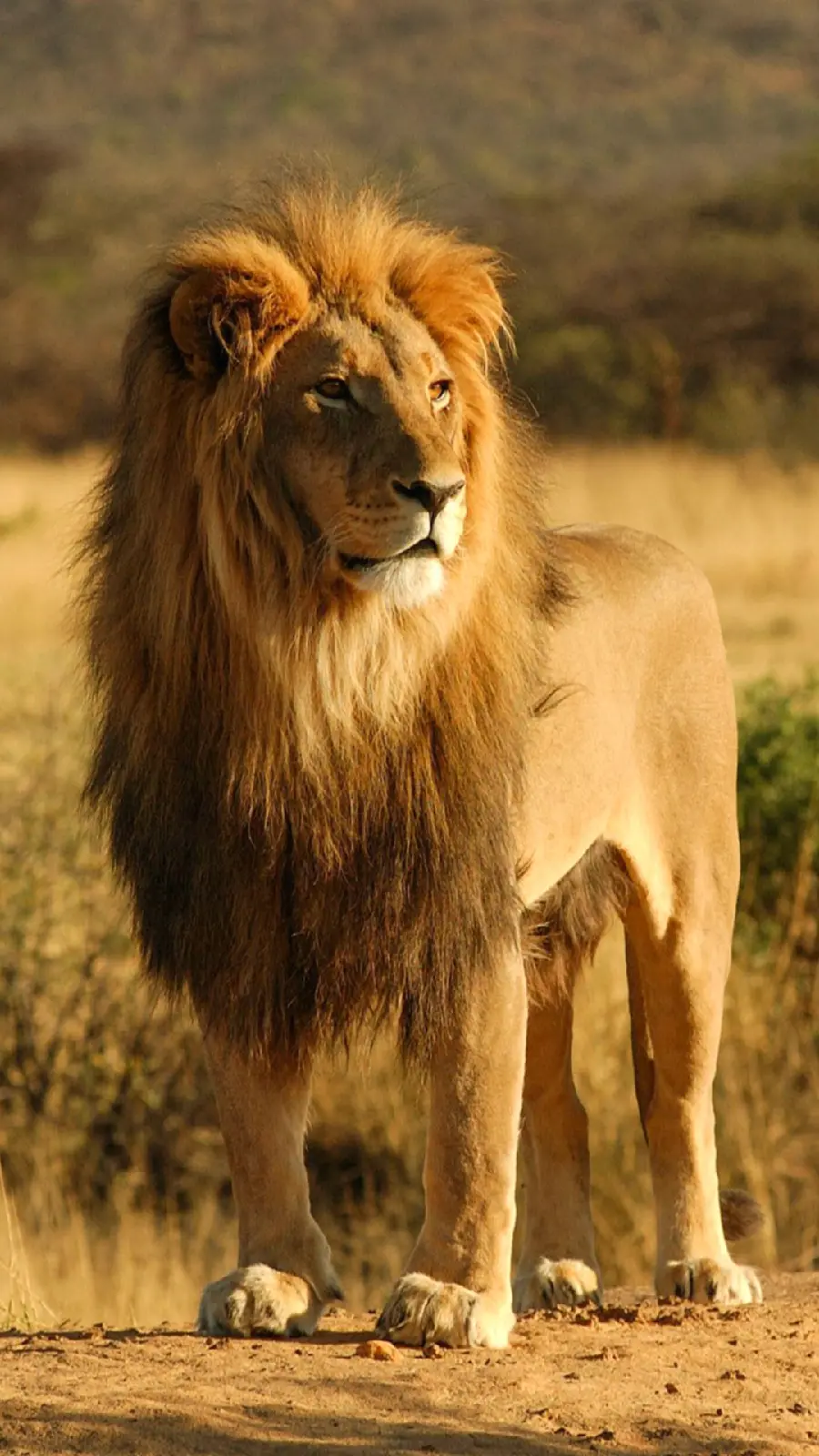 High-quality and spectacular photo of the king of the jungle for iPhone 15 poster and background