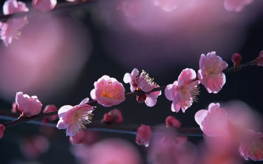 Beautiful and unique stock photo of pink flowers
