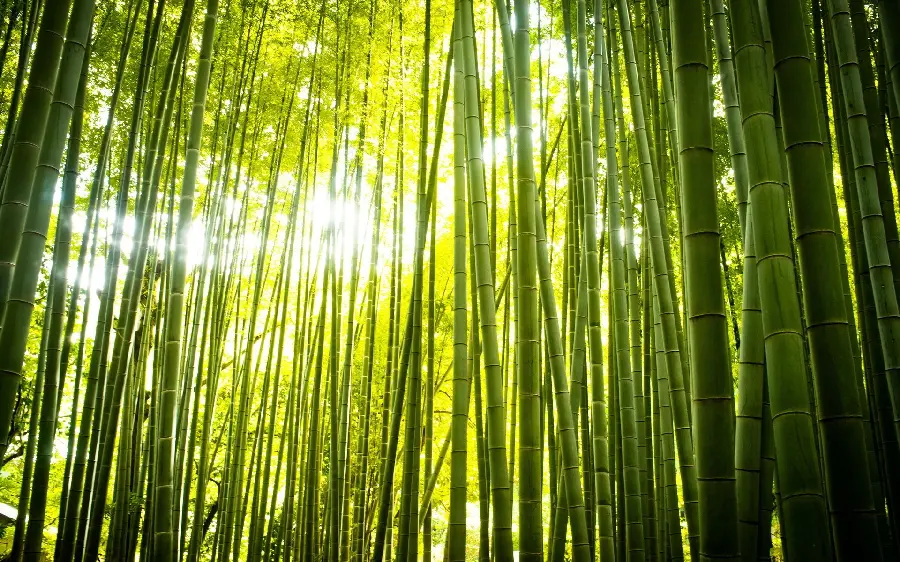 The eye-catching view of Zen nature, sunlight passing through bamboo trees