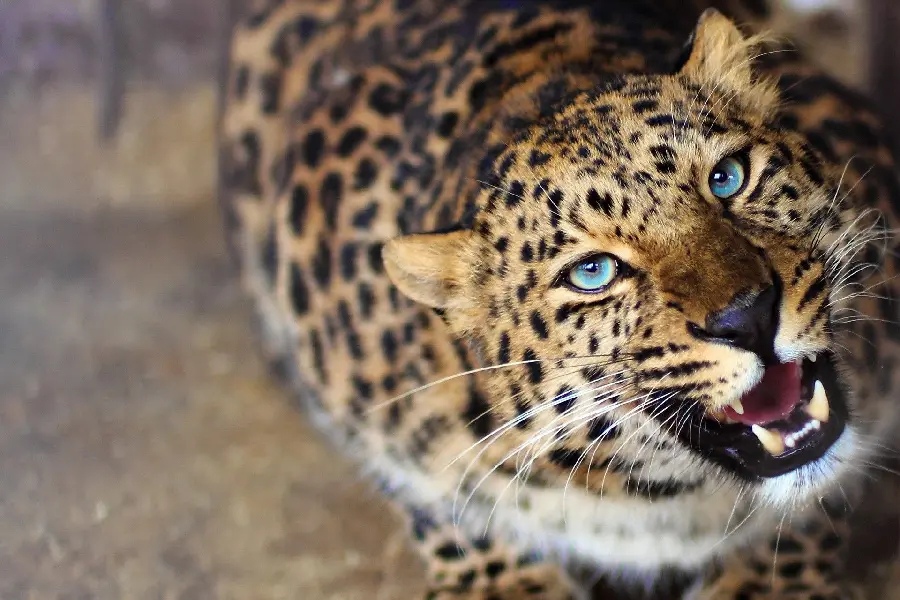 Classy and cool wallpaper of a wild leopard with blue eyes