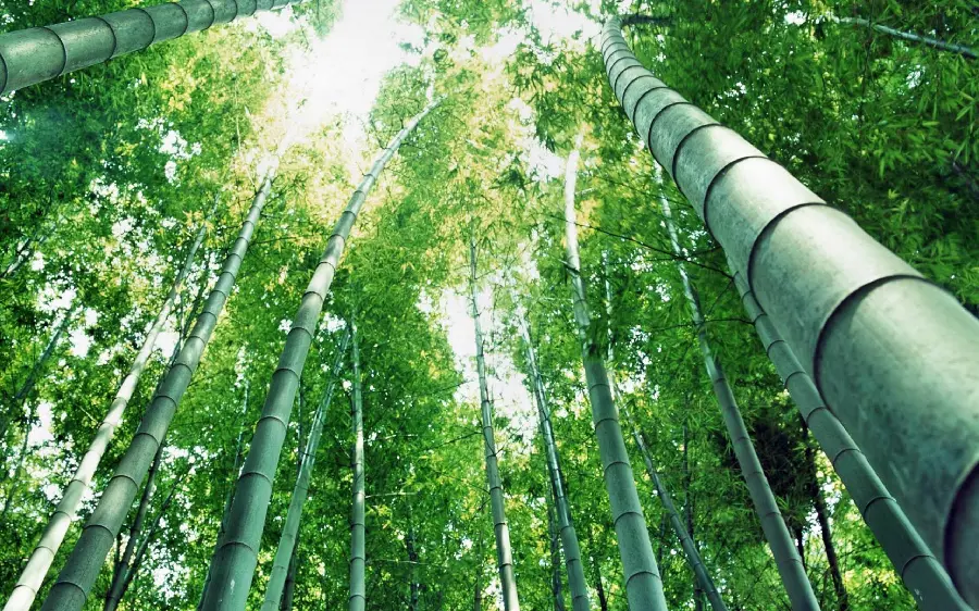 The strangest profile photo of the magical forest of giant greens in the world