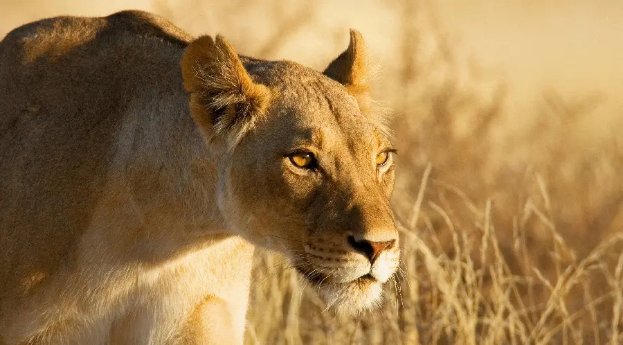 A quality image of a real lion suitable for project and research covers