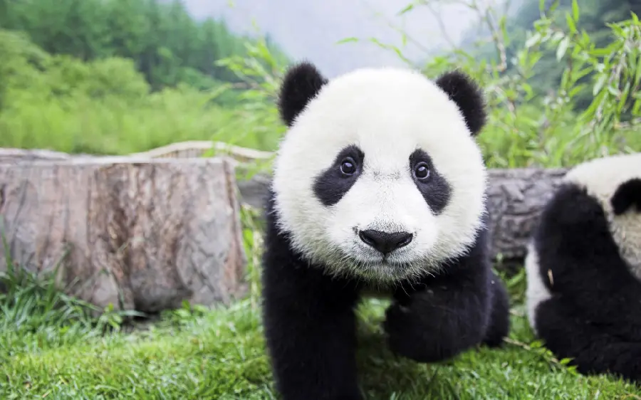 A very beautiful and spectacular tablet wallpaper of the Gogol panda 