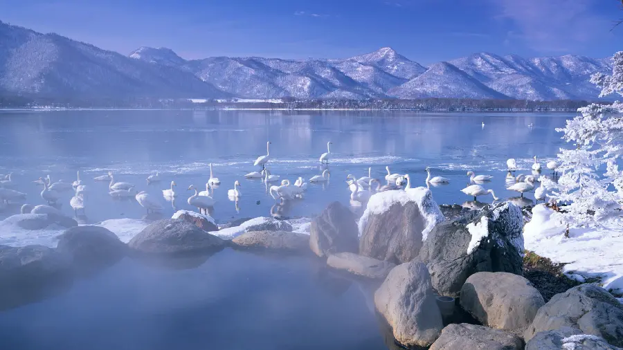 A stock photo of birds by the water suitable for creating profiles and stories