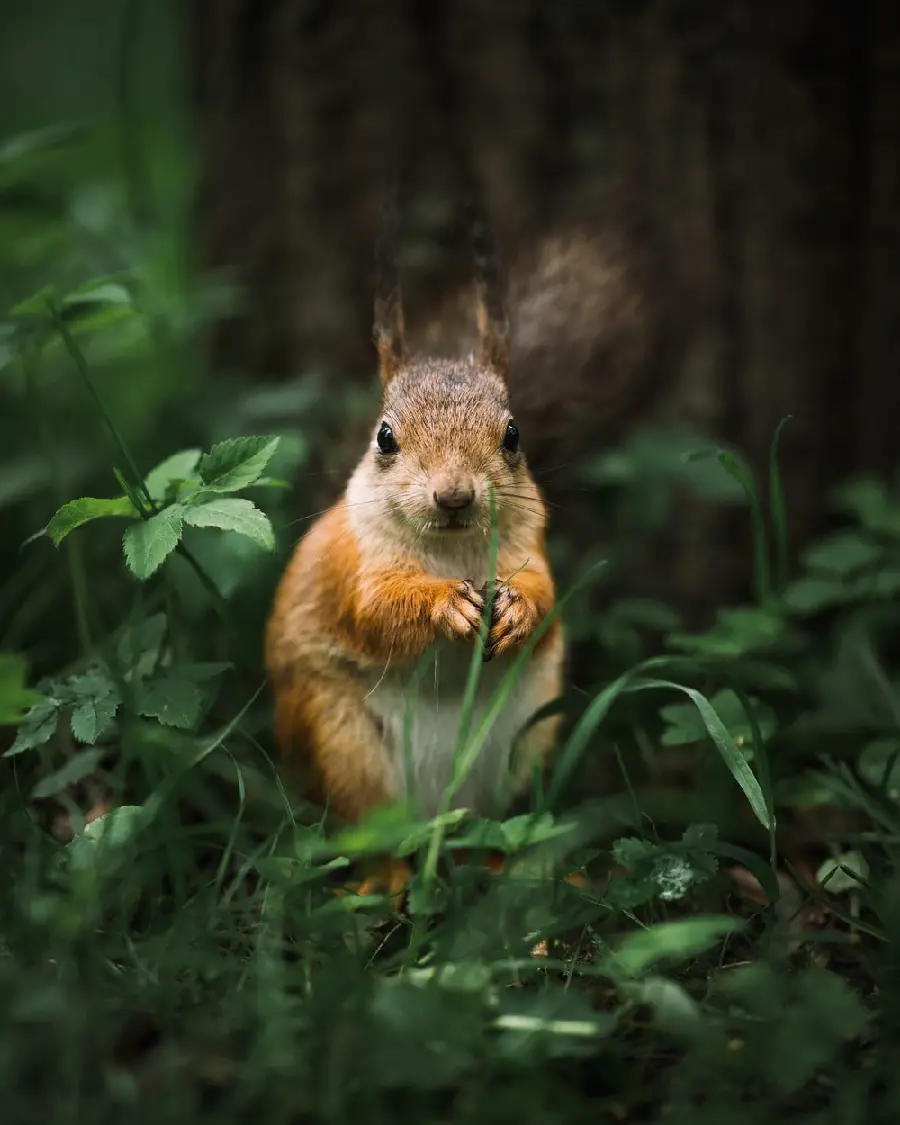Amazing and interesting background of squirrel among green plants in nature