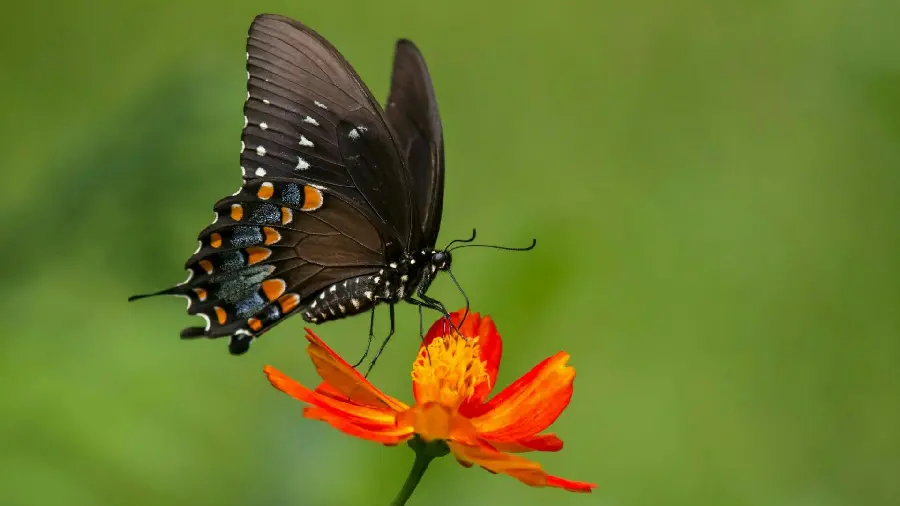 A beautiful and spectacular profile photo of a beautiful spotted butterfly on an orange flower 