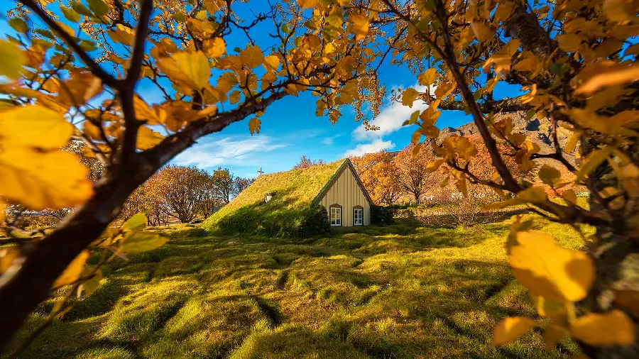 Unique and spectacular wallpaper of autumn trees 