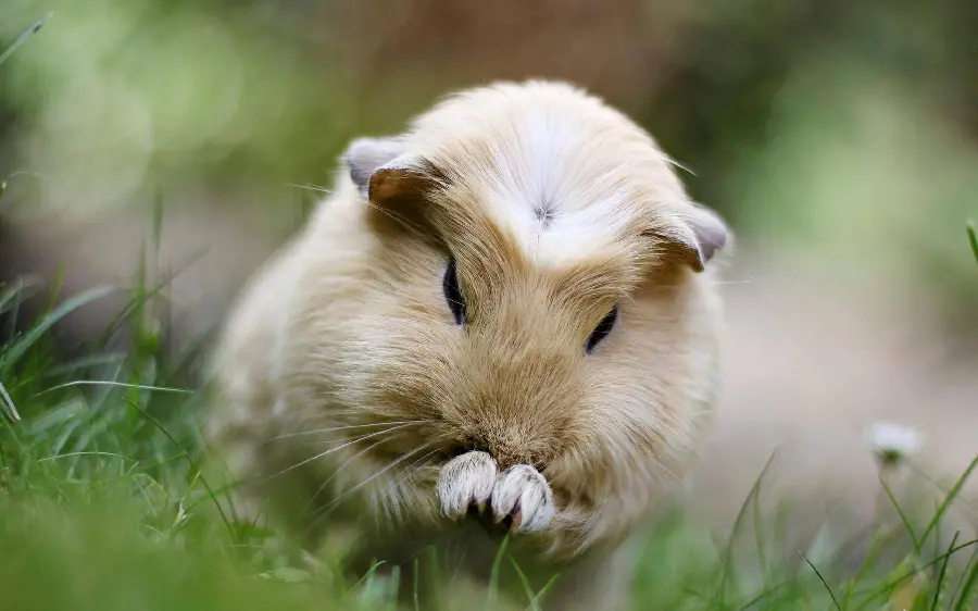Nanaz wallpaper of guinea pigs with small and cute hands