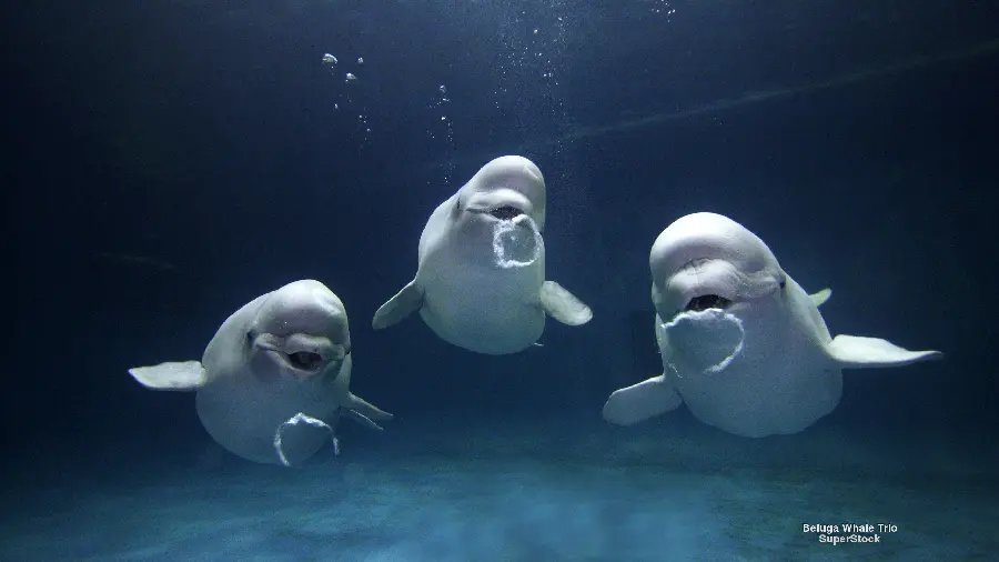 Unique image of three very beautiful whales with high quality 