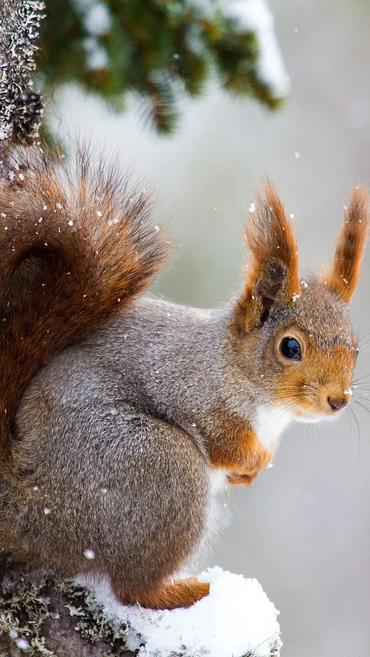 Download an incredibly beautiful wallpaper of a beautiful squirrel in winter 
