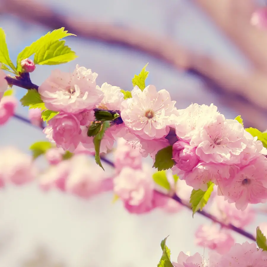A very beautiful wallpaper of pink peach blossoms