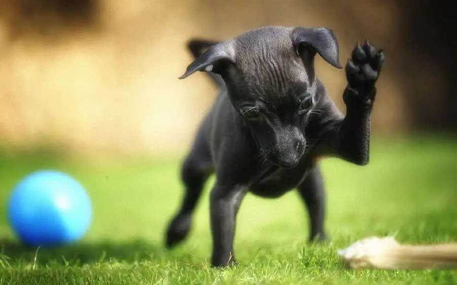 High quality decorative cute miniature black dog photo ‌‌