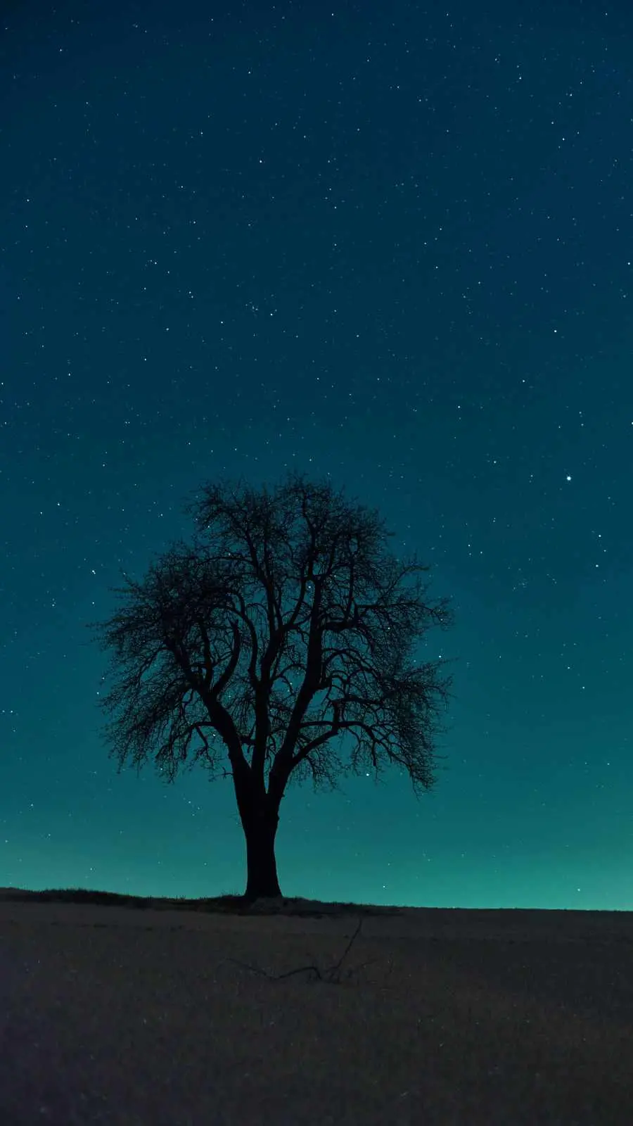 A fascinating and spectacular image of a single tree at night with a sky full of stars