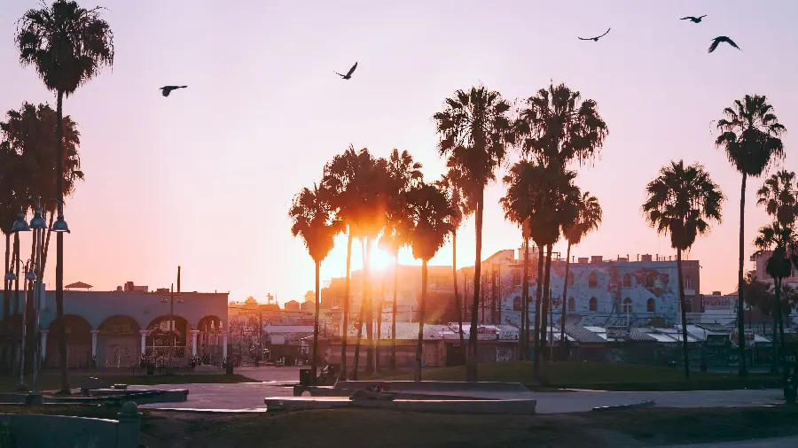 A beautiful and spectacular view of palm trees in the city of Los Angeles