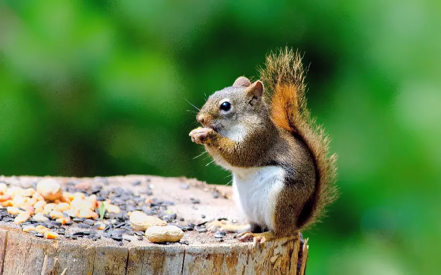Amazing and interesting background of a squirrel eating food 