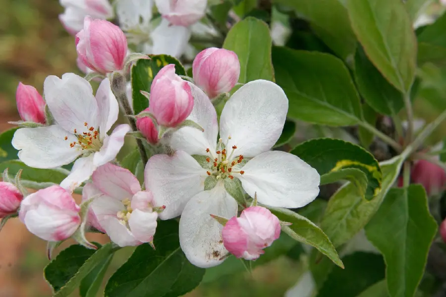 Cute background of apple lilac blossoms and unopened pink buds