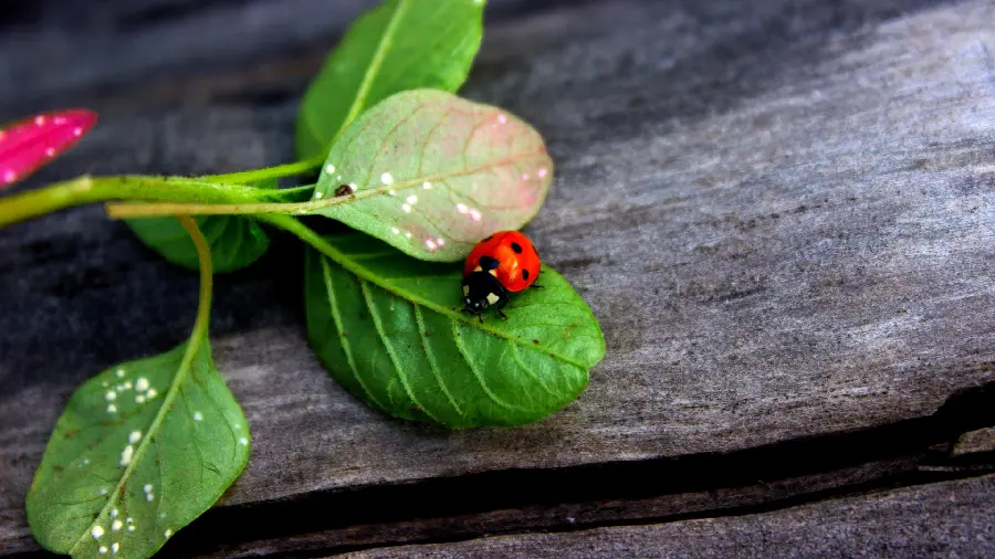 A charming wallpaper of a ladybug on basil leaves