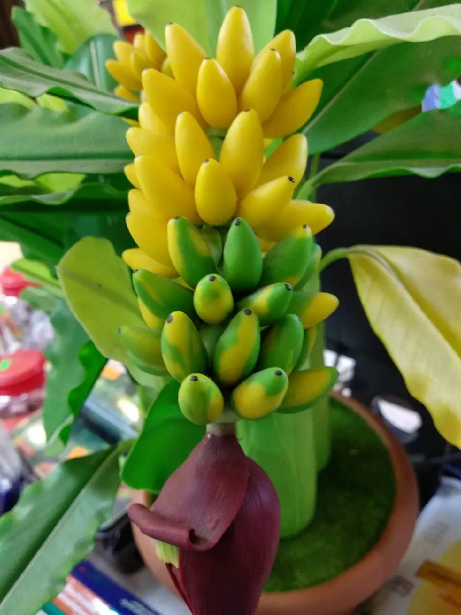 Googly Photo of Plastic Banana Tree with Unripe Bananas