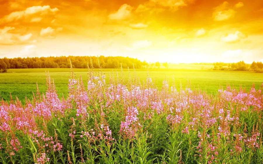 Picture of the best summer landscape with pink flowers in a green plain and under the yellow light of the sun