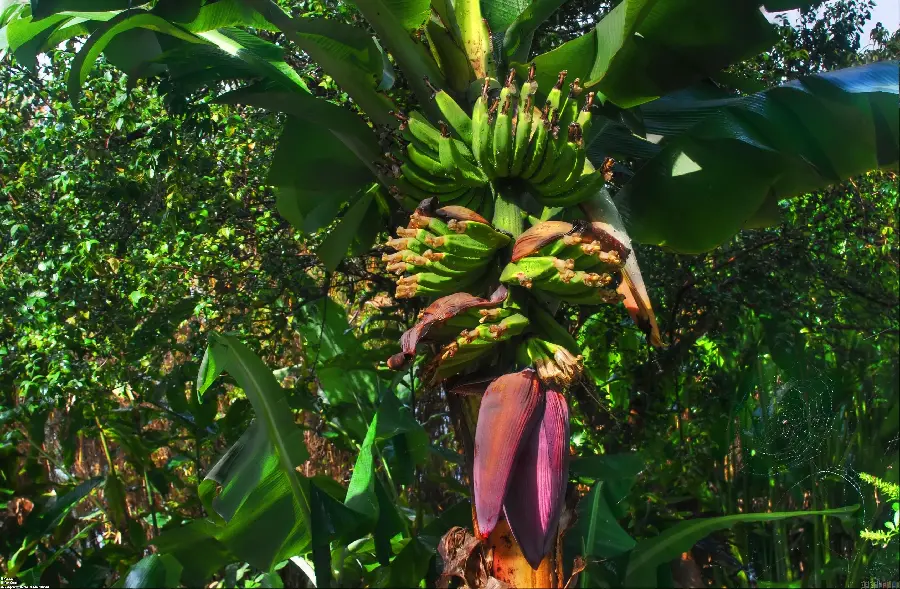 Landscape Oh, a dream for the beautiful banana friends and their amazing tree