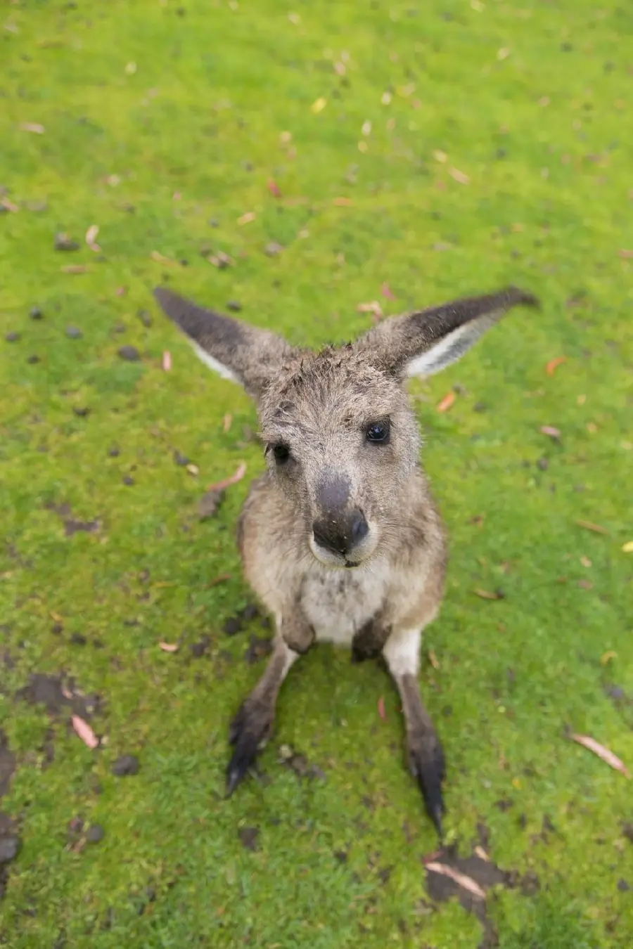 Download an extraordinary picture of the cutest baby kangaroo 