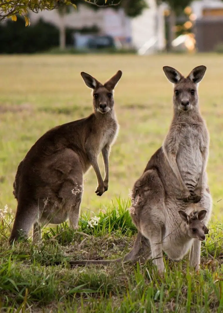 Download an attractive and beautiful background of two cute baby kangaroos 