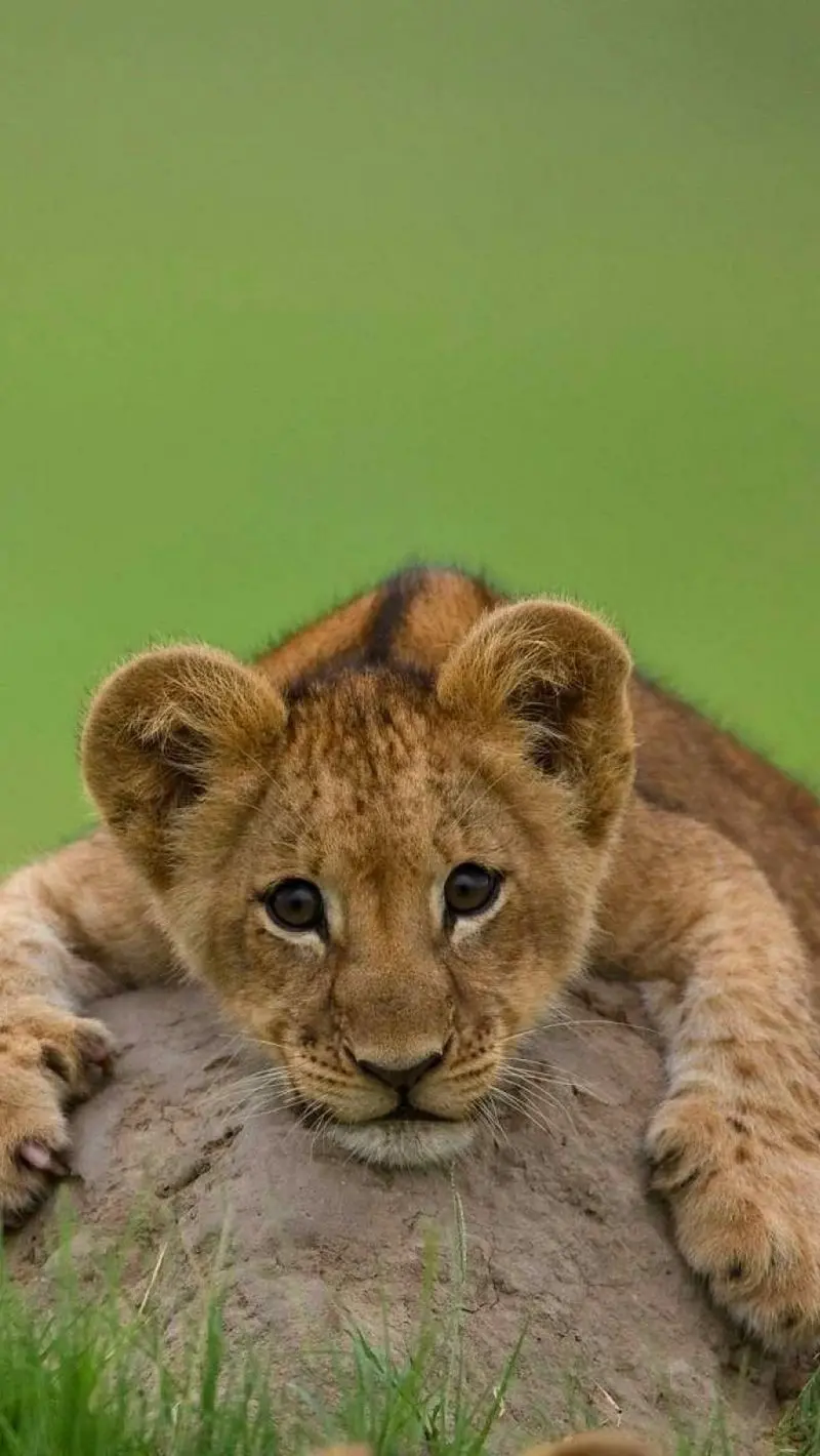 Cute little lion boy photo suitable for iPhone background