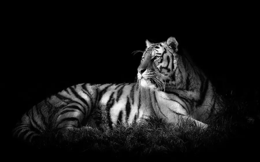 Black Background Profile Photo of Black and White Bengal Tiger High Quality