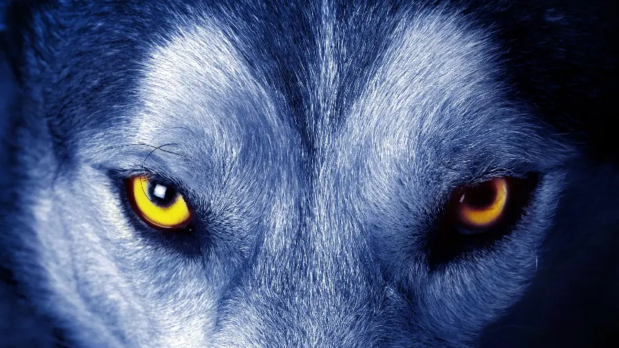 Stock photo of scary wild wolf eyes for profile 1402