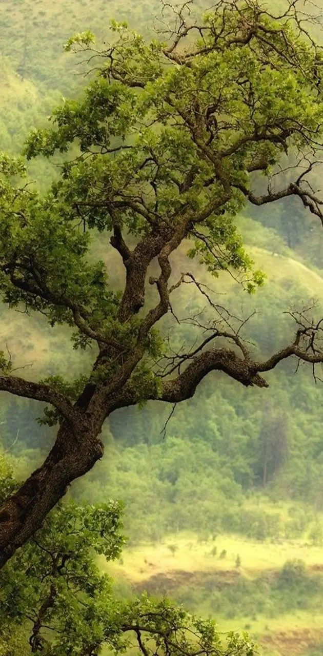  Interesting and spectacular photo of a Russian stone tree for phone background 
