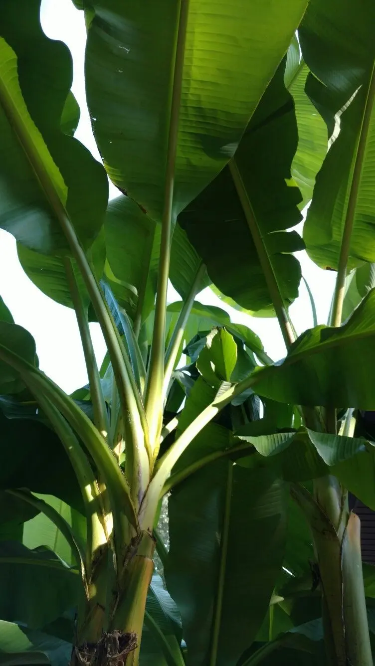 Get Interesting Stock Photo of Banana Tree Leaves from Bottom View