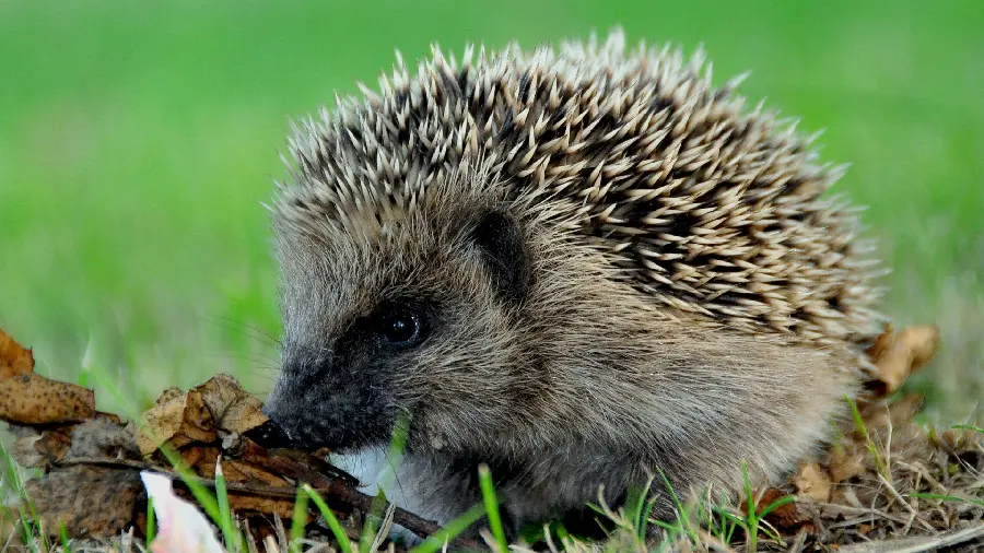 High quality stock of a hedgehog close-up for wallpaper