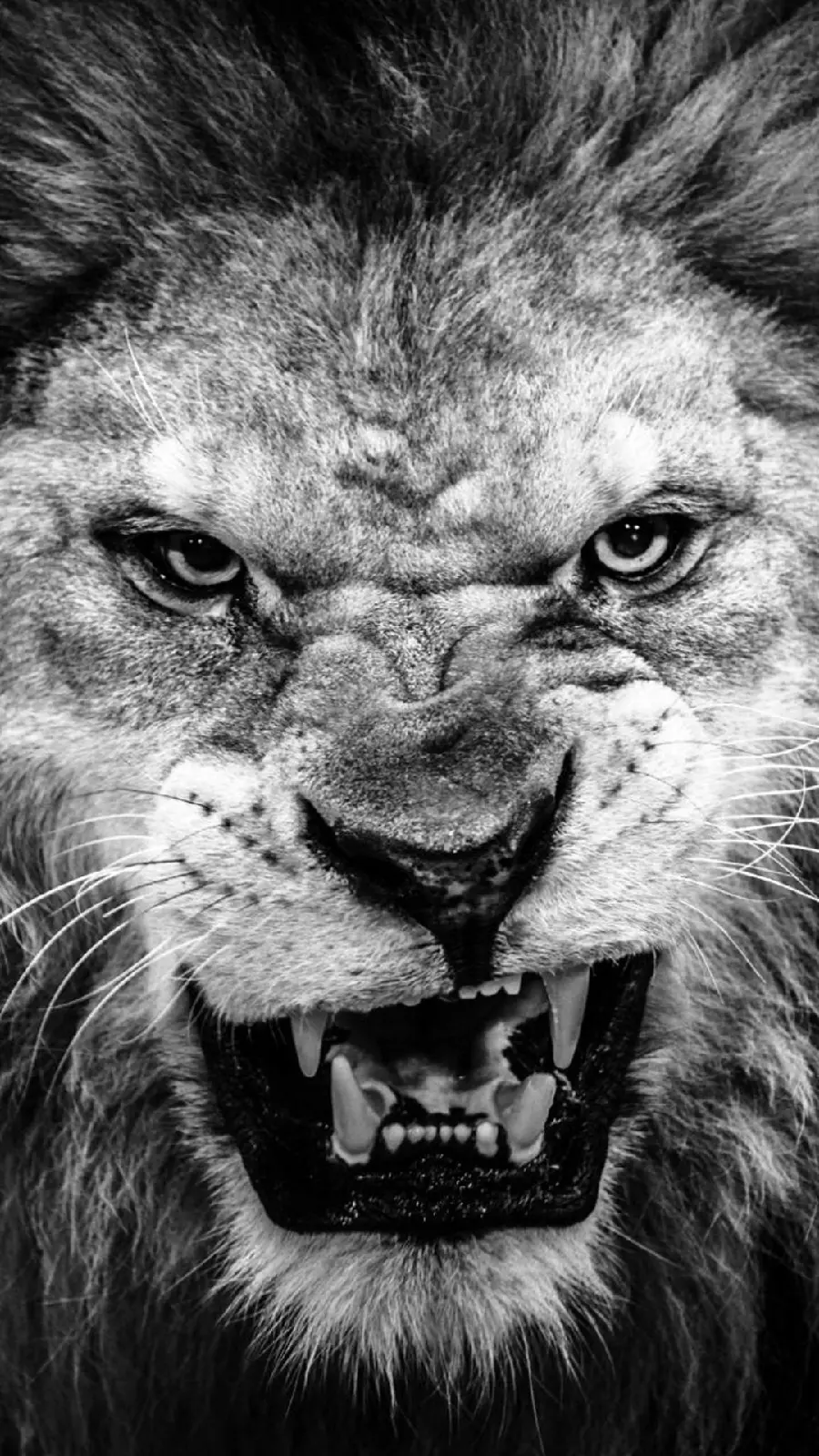 Black and white cool photo of a boyish angry and powerful lion for iPhone background