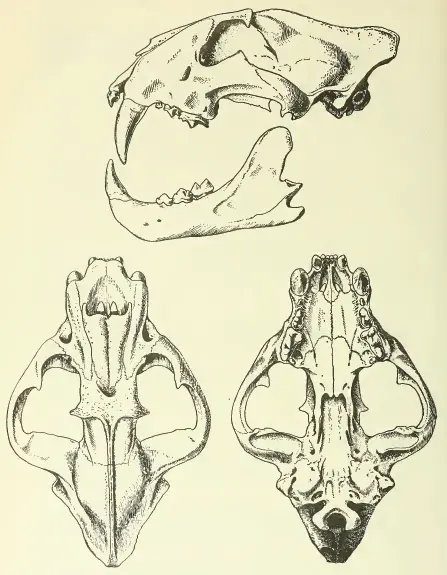 The strangest image Free Tiger Fossil PNG Design 