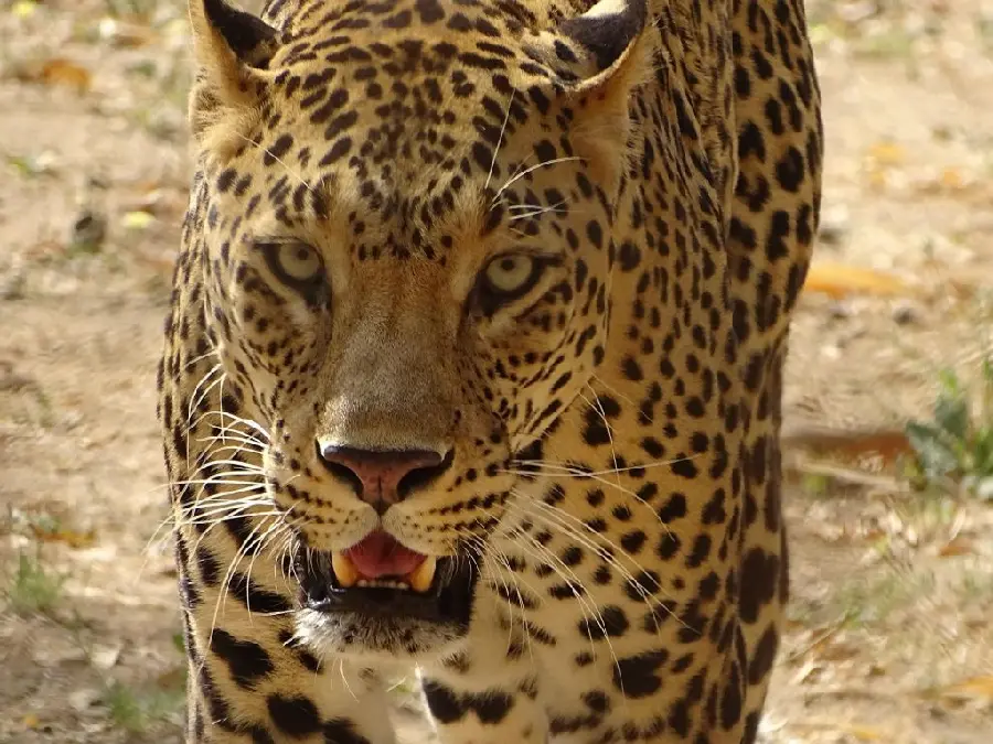 Download wild and dangerous leopard photo up close for story