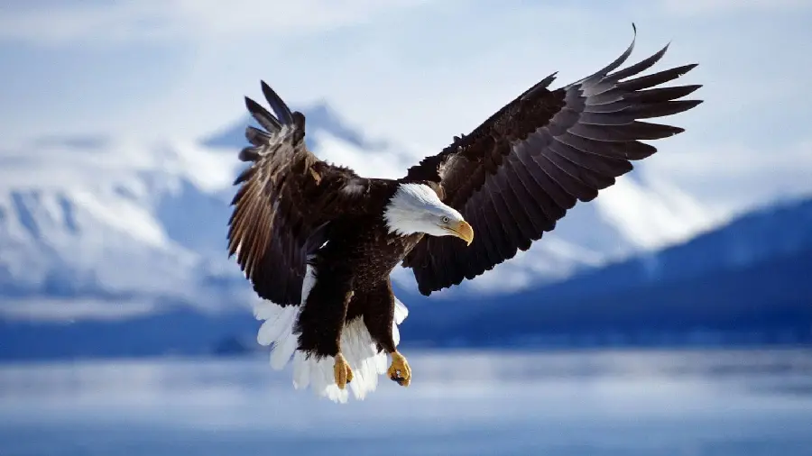 Beautiful and Free JPG File of Bald Eagle Bird in Winter