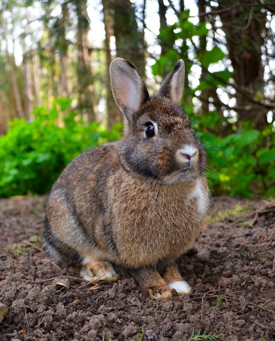 A beautiful photo of a wild rabbit in the forest and nature 