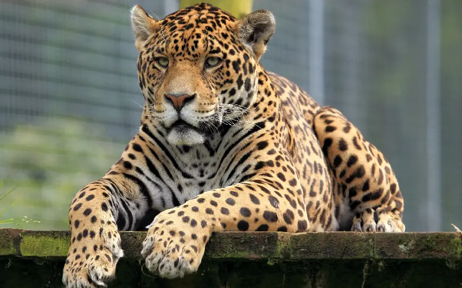 The latest ordinary stock of a tired leopard in a zoo cage