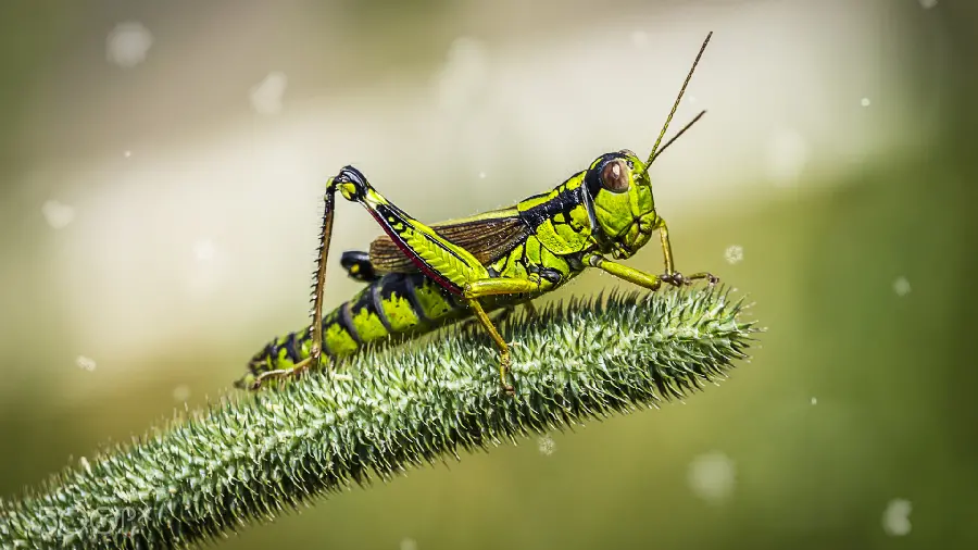 Beautiful and spectacular wallpaper of a scary and big green grasshopper 