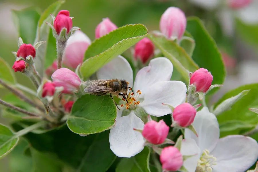 Awesome macro photo of a bee collecting pollen from apple blossoms