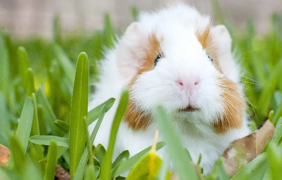 Very beautiful photo of a guinea pig with a nose 