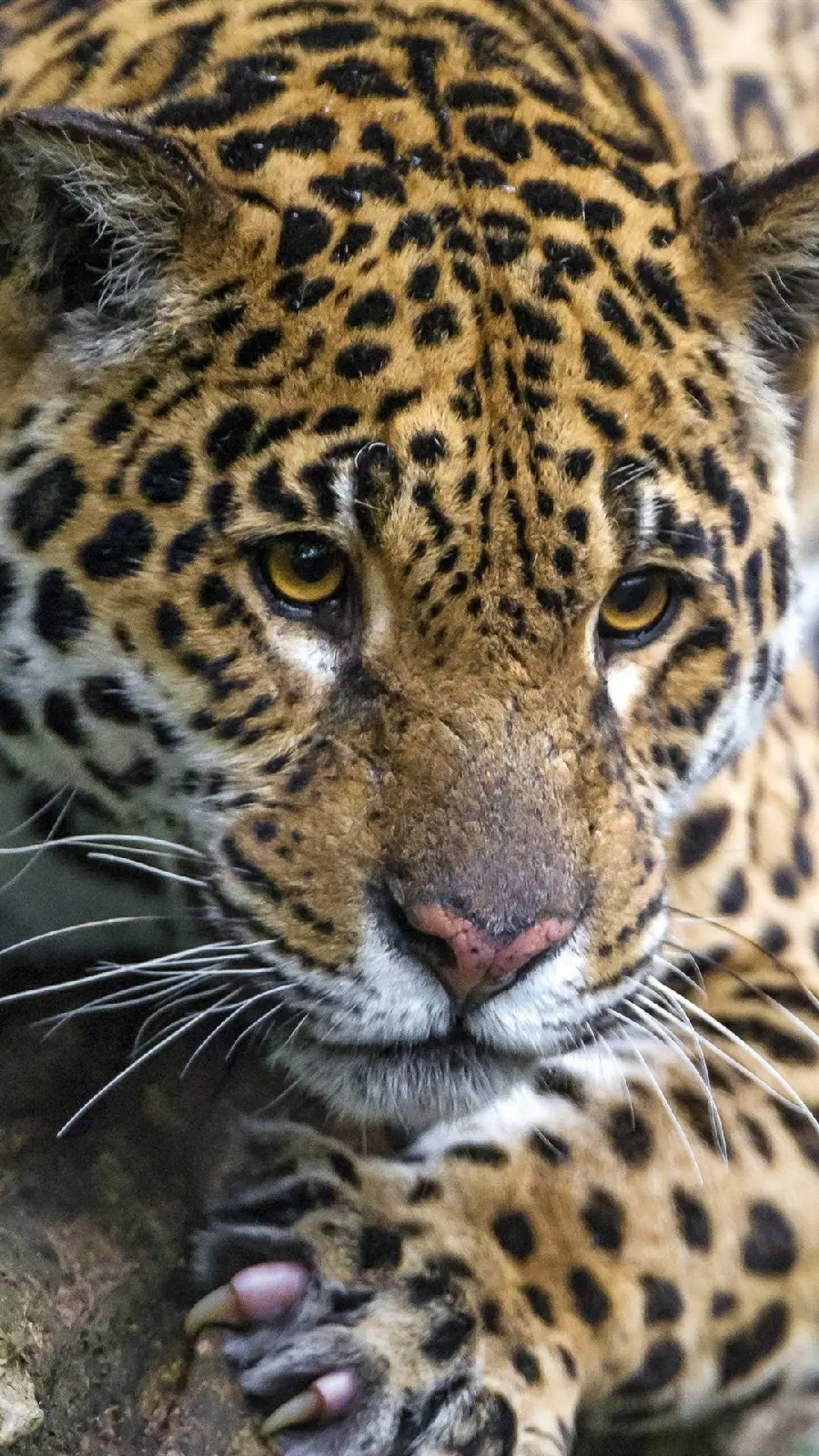 Attractive and beautiful adult jaguar wallpaper suitable for special profiles 